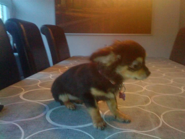 Chihuahua amy von mandaley billede 4