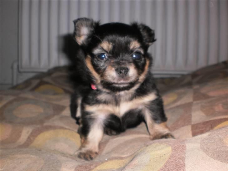 Chihuahua amy von mandaley billede 5