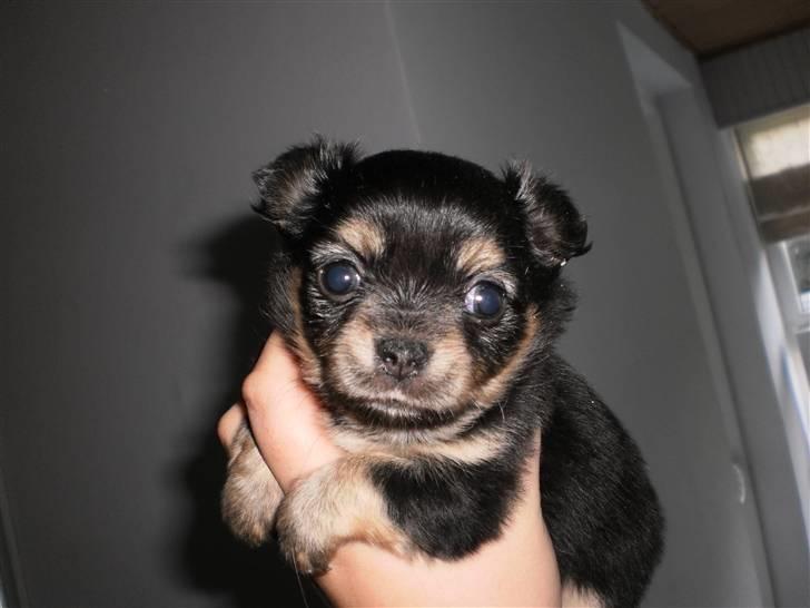 Chihuahua amy von mandaley billede 6