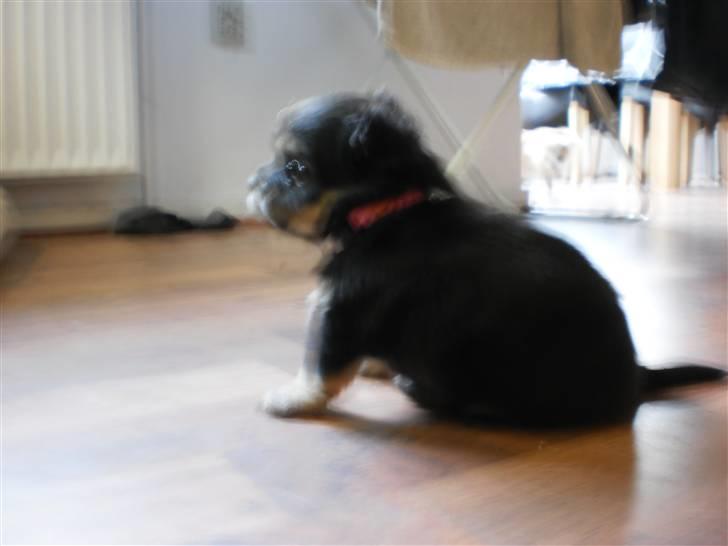 Chihuahua amy von mandaley billede 7