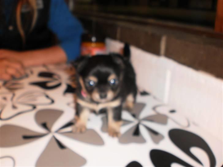 Chihuahua amy von mandaley billede 8