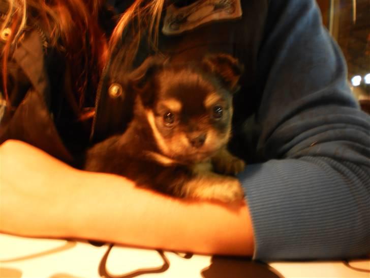 Chihuahua amy von mandaley billede 9