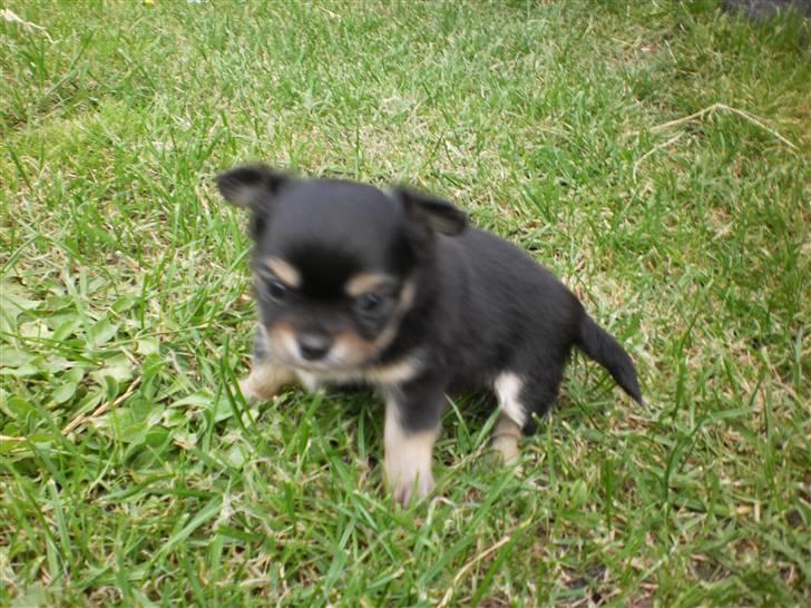 Chihuahua amy von mandaley billede 10