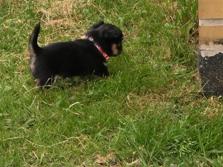 Chihuahua amy von mandaley billede 11