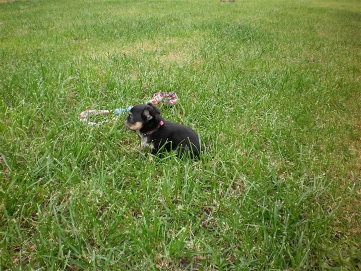 Chihuahua amy von mandaley billede 12