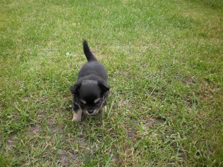 Chihuahua amy von mandaley billede 13