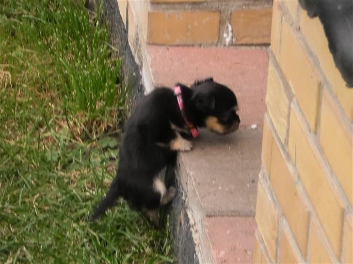 Chihuahua amy von mandaley billede 14