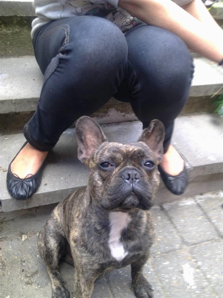 Fransk bulldog Tyson billede 19