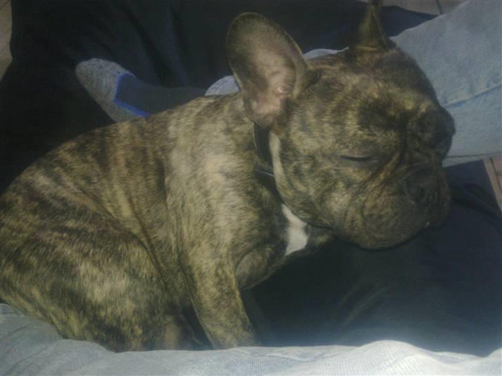 Fransk bulldog Tyson billede 20