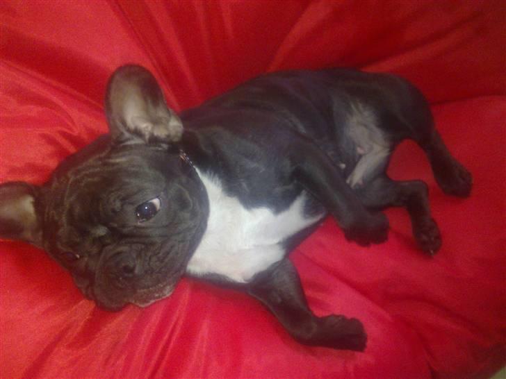 Fransk bulldog Nala R.I.P 24/12-09_12/7-11 billede 20