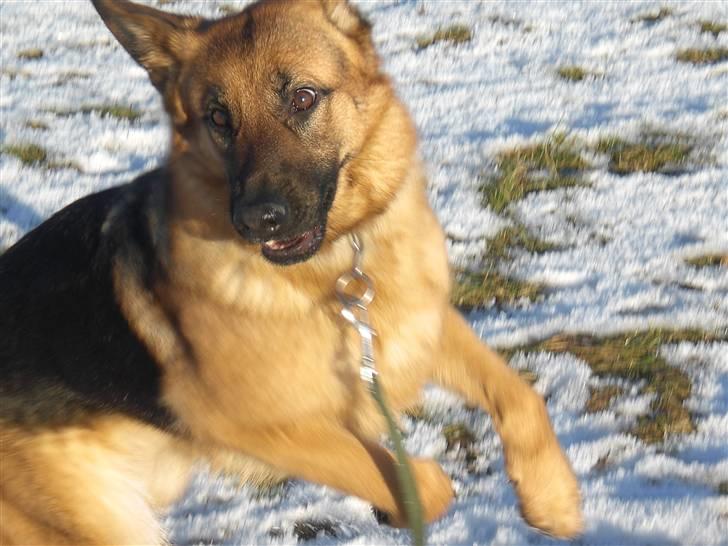 Schæferhund Hekami Tøsen. (Tøsen). (Mine forældres). billede 17