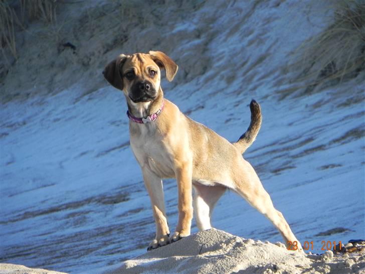 Blanding af racer Zora :-D<33 (Elsket!) - Woaw en lækker hund ;)!!! billede 17