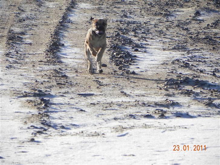 Blanding af racer Zora :-D<33 (Elsket!) billede 18