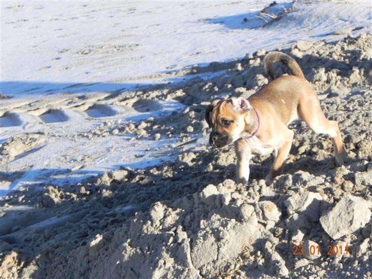 Blanding af racer Zora :-D<33 (Elsket!) billede 19