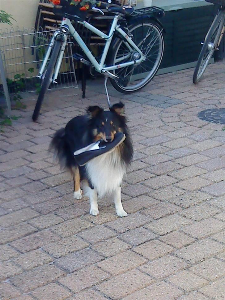 Shetland sheepdog coco - coco står med en sutsko billede 10