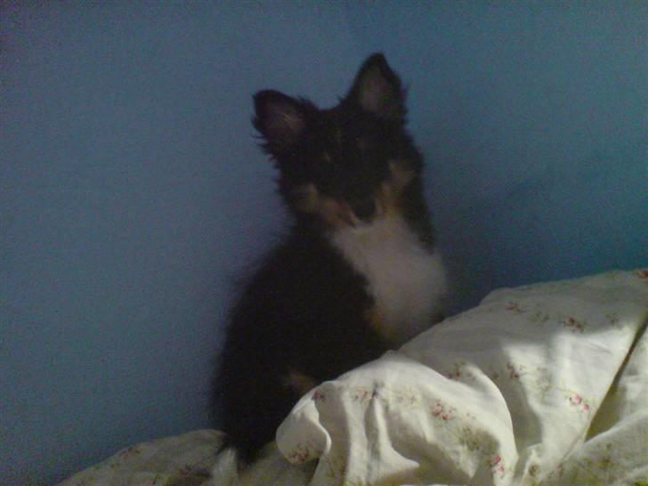 Shetland sheepdog coco - coco som baby billede 11