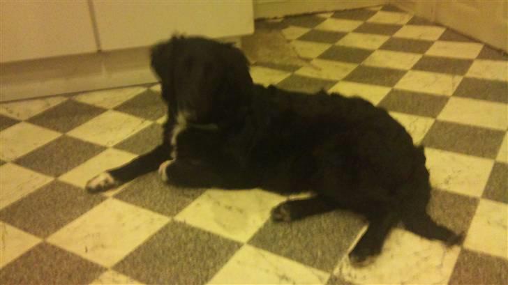 Blanding af racer Liva billede 2