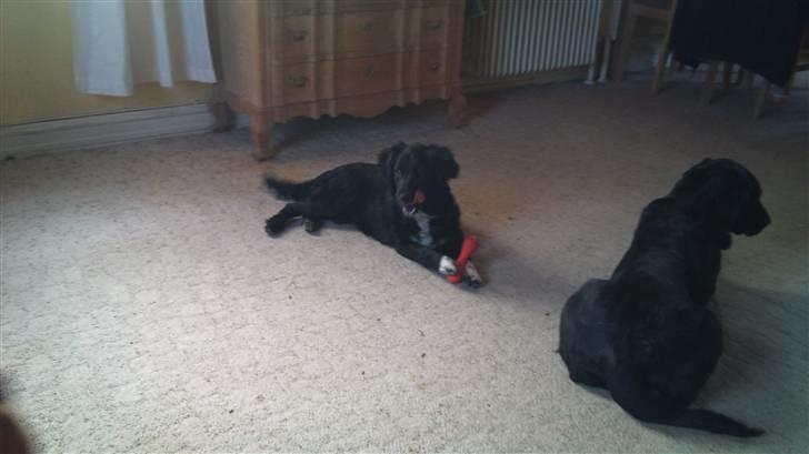 Blanding af racer Liva billede 3