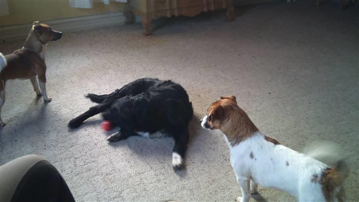 Blanding af racer Liva billede 4