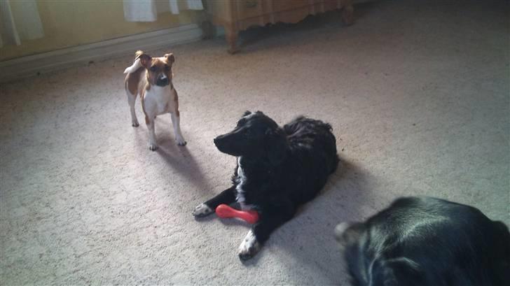 Blanding af racer Liva billede 5