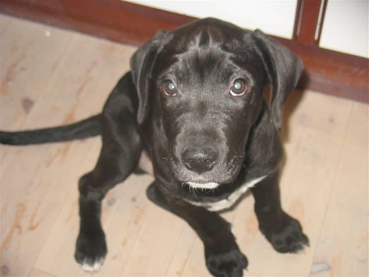 Blanding af racer King billede 12