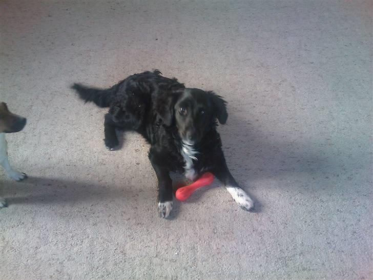 Blanding af racer Liva billede 6