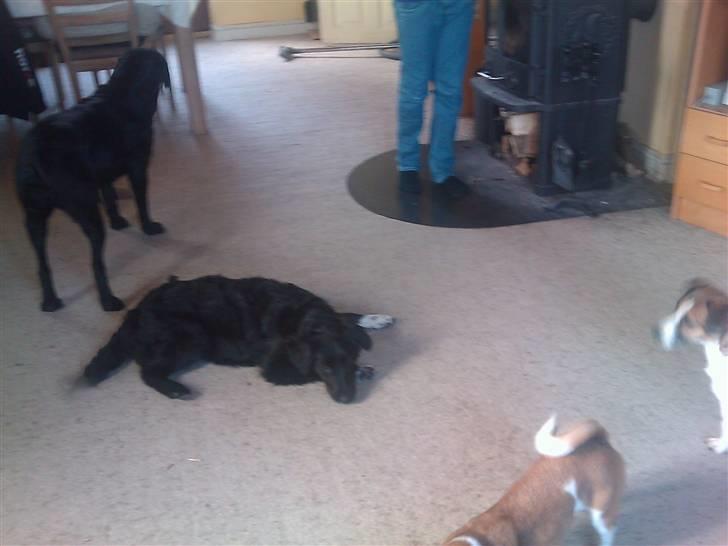 Blanding af racer Liva billede 7