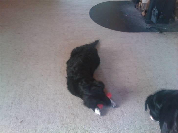 Blanding af racer Liva billede 8