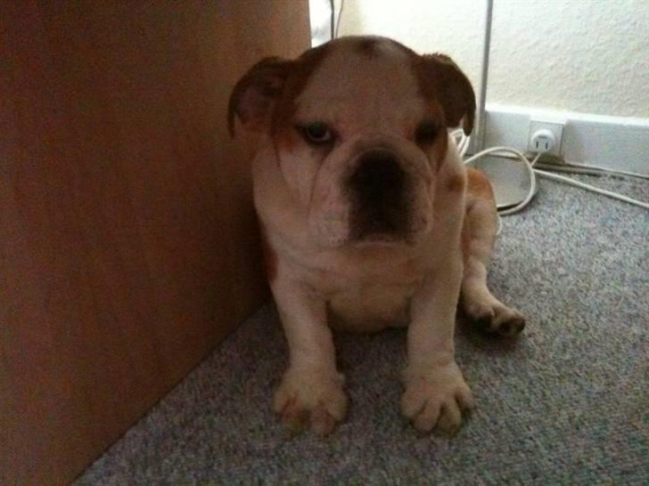 Engelsk bulldog R.I.P...Fie billede 2