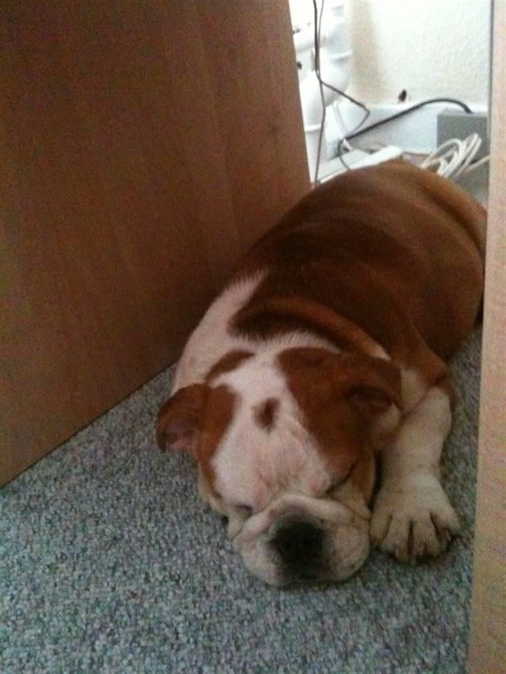 Engelsk bulldog R.I.P...Fie billede 3