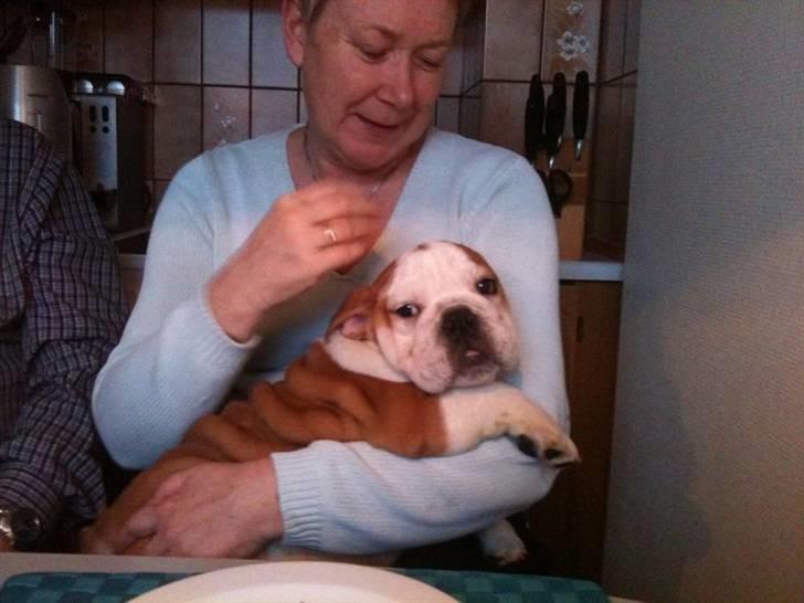 Engelsk bulldog R.I.P...Fie billede 4