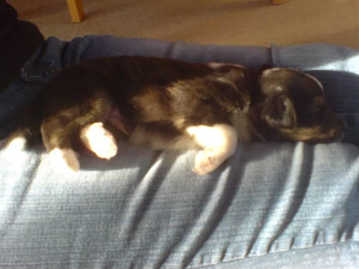 Shetland sheepdog coco - da vi var ude og se ham billede 12