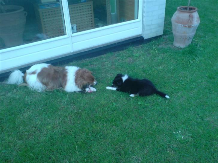 Kooikerhondje Mickey - coco og mickey lejer!! coco  da han var helt lille billede 3