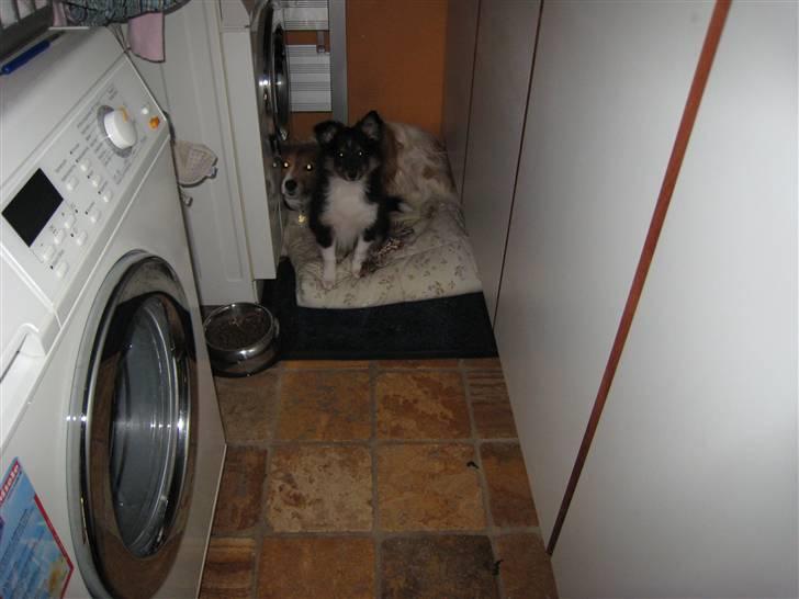 Shetland sheepdog coco - coco og mickey billede 13