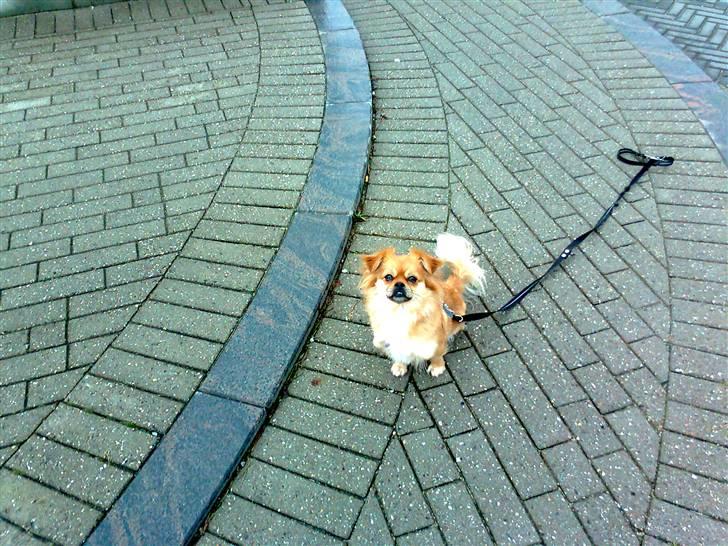 Blanding af racer Malou billede 12