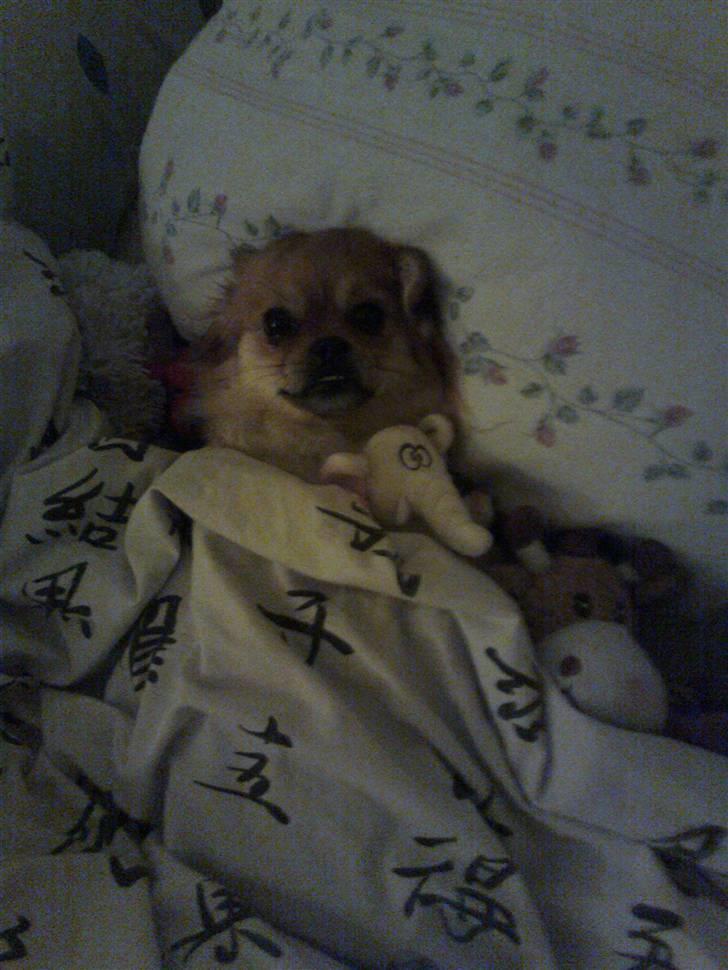 Blanding af racer Malou billede 13