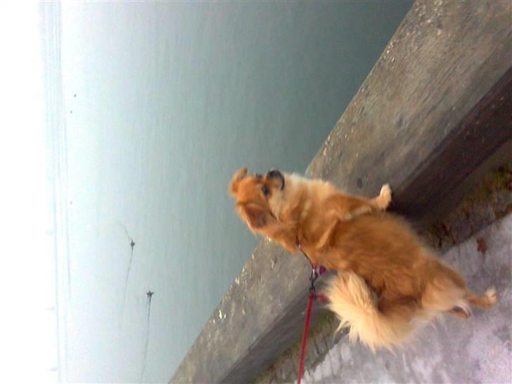 Blanding af racer Malou billede 14