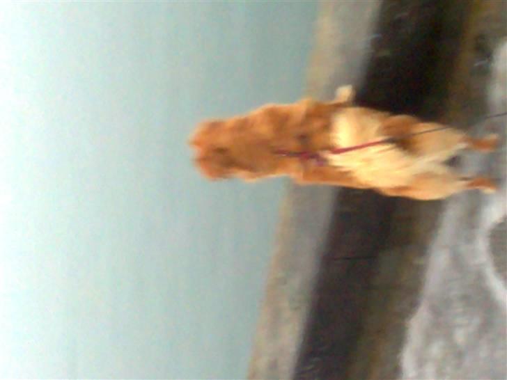 Blanding af racer Malou billede 15