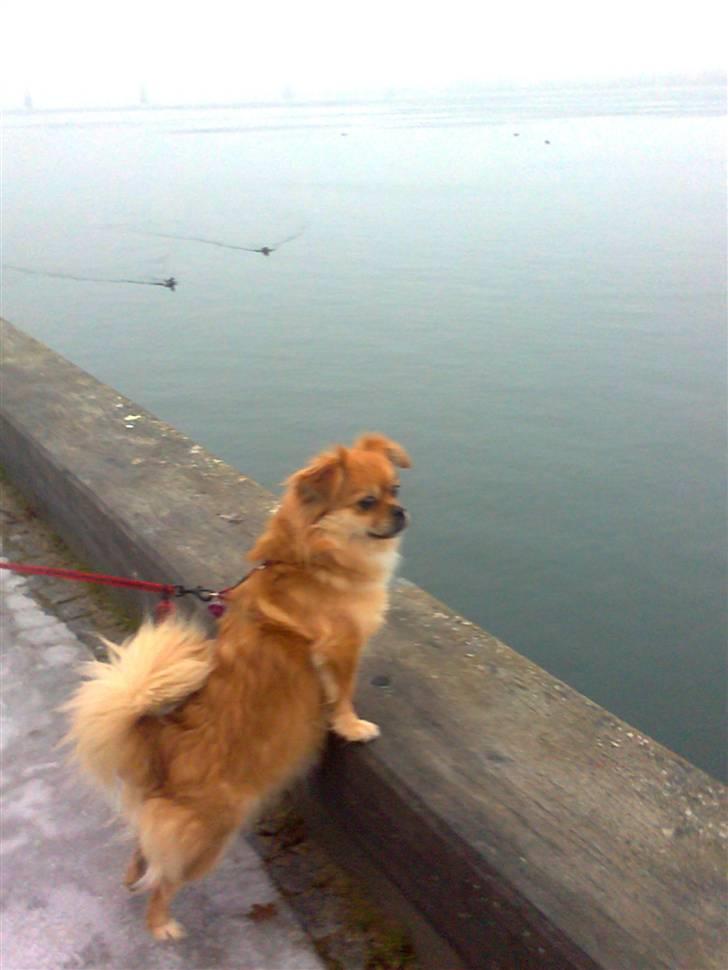 Blanding af racer Malou billede 16