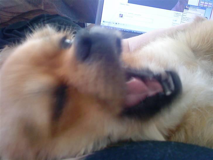 Blanding af racer Malou billede 17