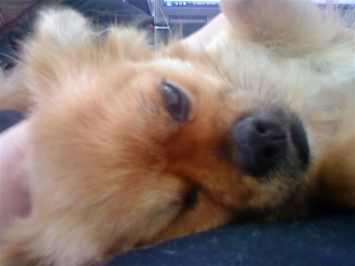 Blanding af racer Malou billede 18