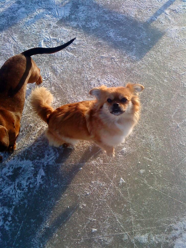 Blanding af racer Malou billede 19