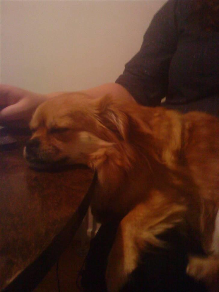 Blanding af racer Malou billede 20