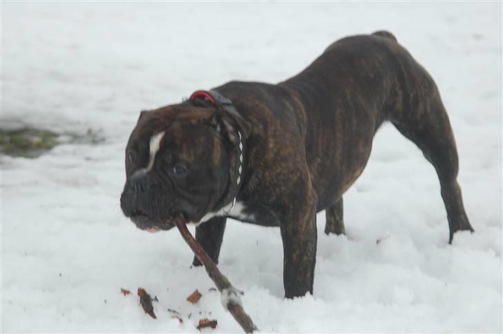 Olde english bulldogge Oliver billede 2