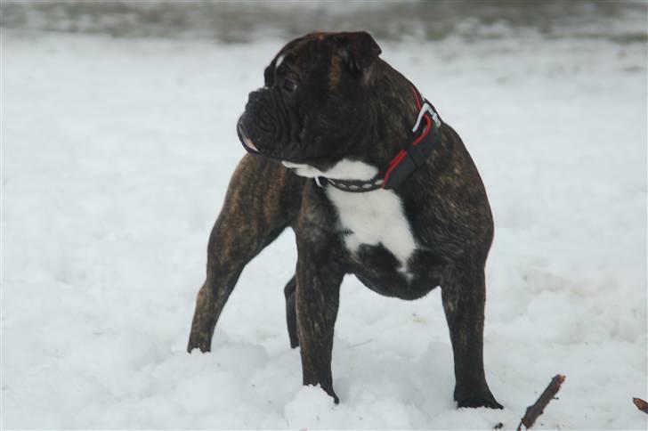 Olde english bulldogge Oliver billede 3