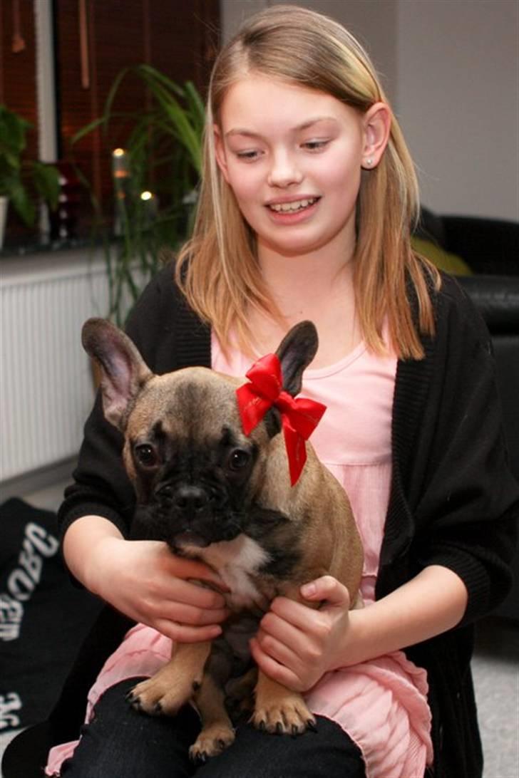Fransk bulldog Nelly - Nytårsaften... billede 12