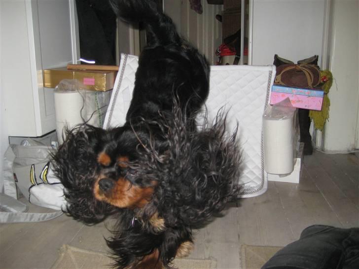 Cavalier king charles spaniel Johnny - Hahahah billede 15