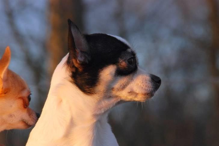 Chihuahua Chihuahua flower´s Trille billede 15