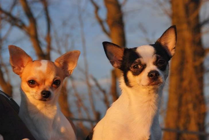 Chihuahua Chihuahua flower´s Trille billede 16