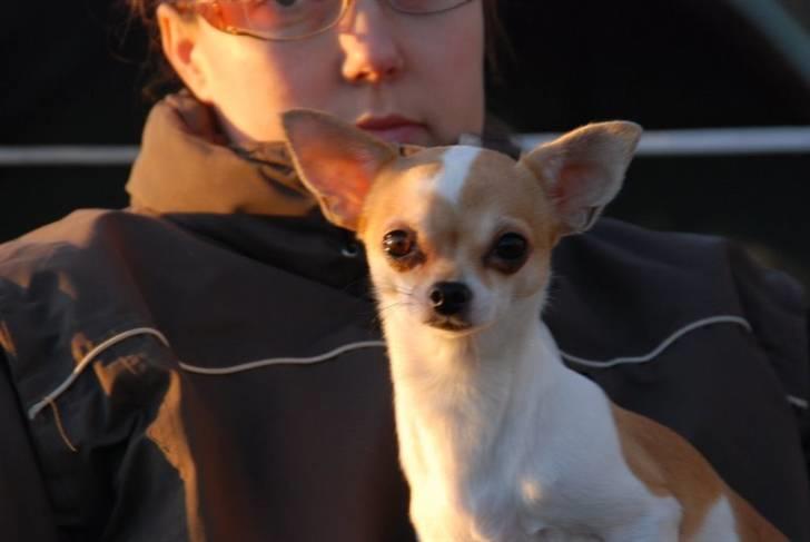 Chihuahua chihuahua flower´s Cille billede 13